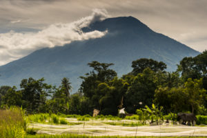 Rice terraces at Amlapura with the Gunung Agung in the background Rice terraces at Amlapura with the Gunung Agung in the background